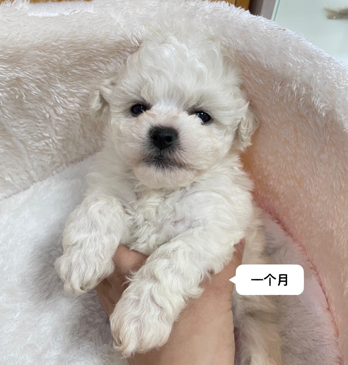 来看下比熊1-3个月的变化