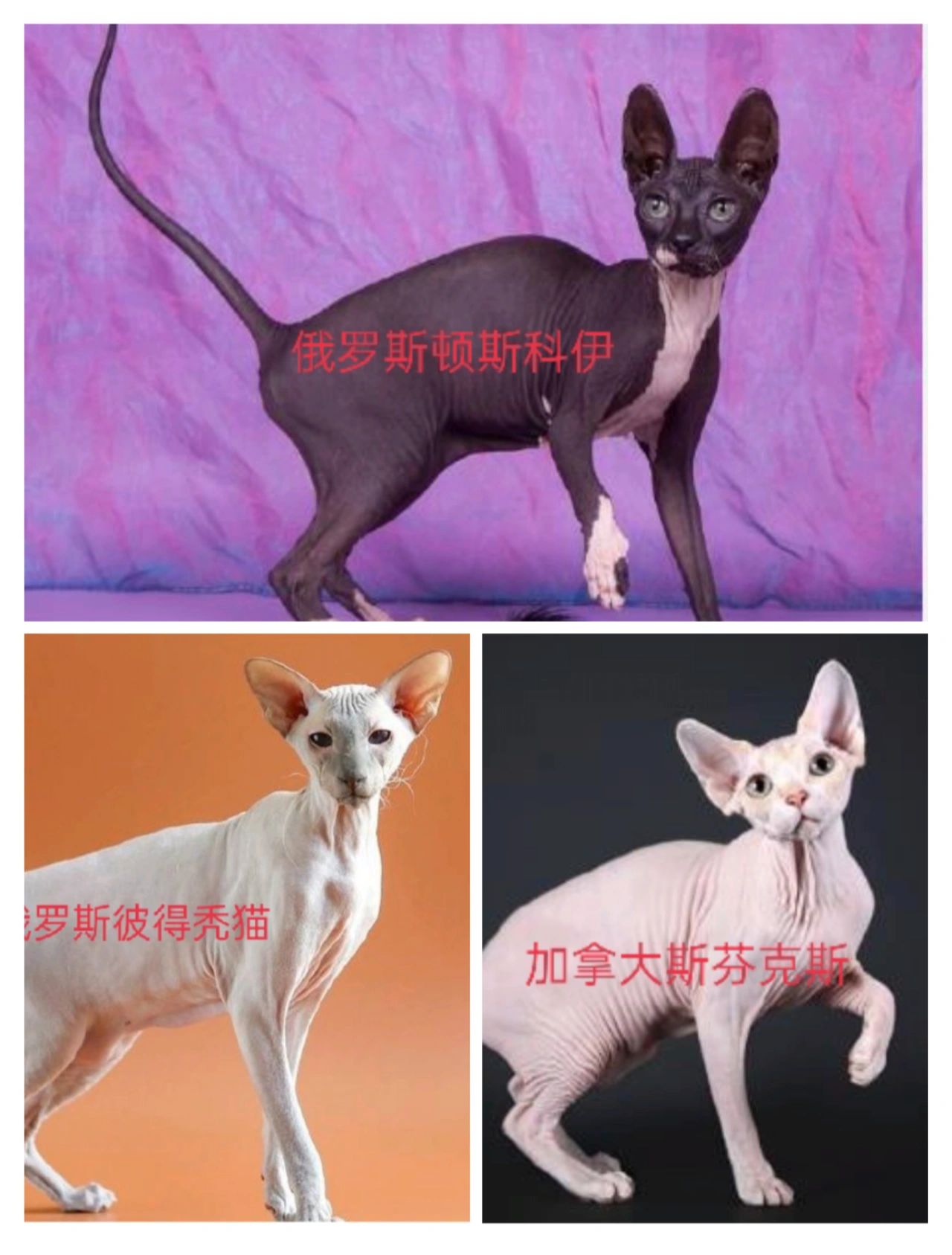 顿斯科伊猫图片