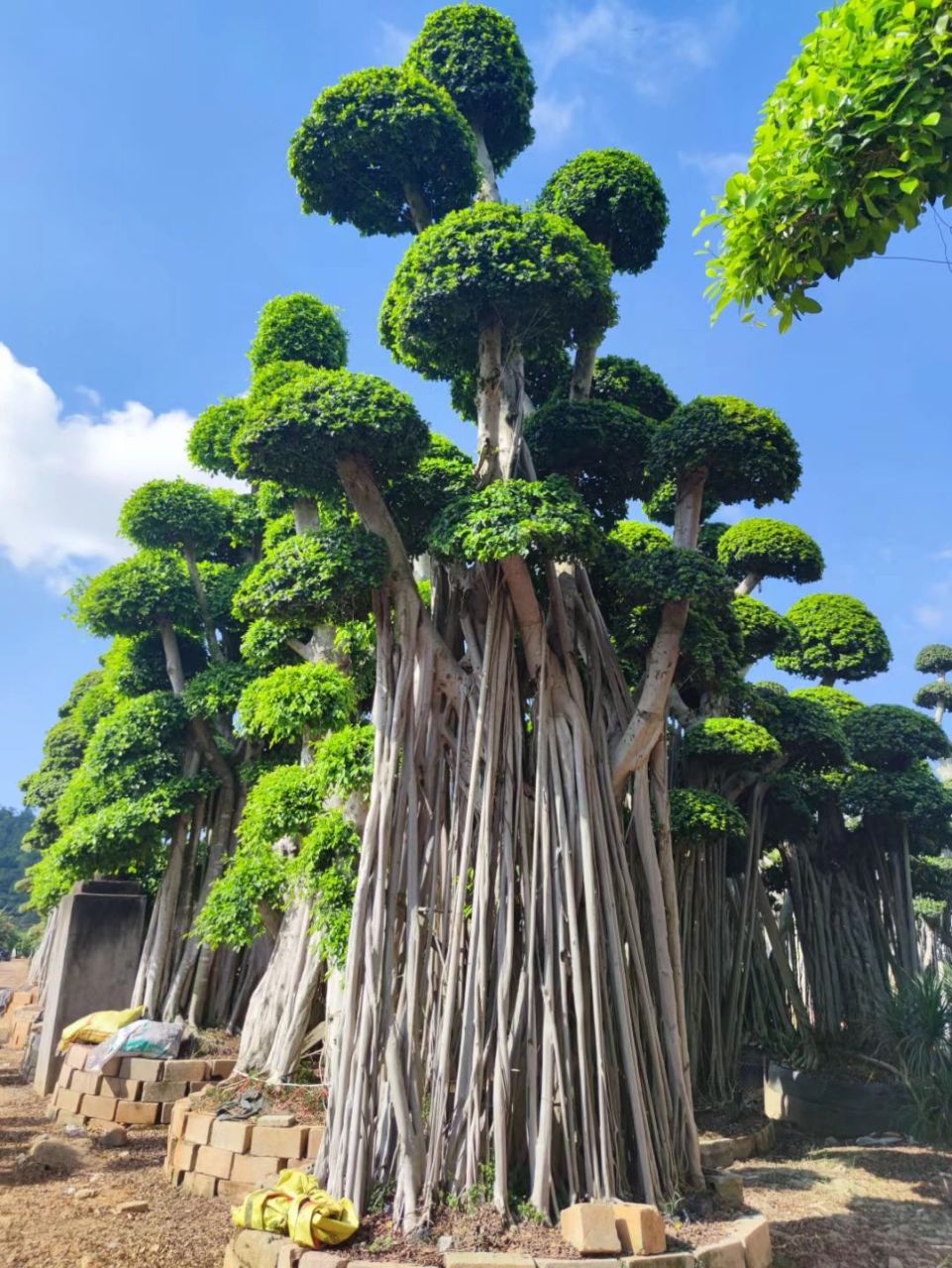 精品榕树造型 小叶榕树是我国南方重要的园林景观植物,因其是常绿树木