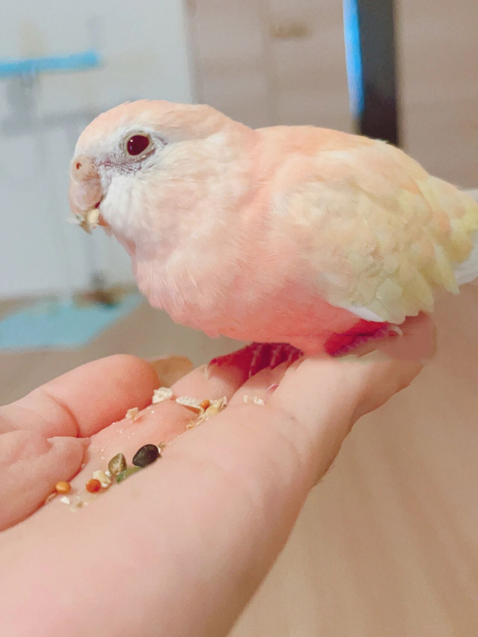 【四小只】会飞的水蜜桃99红宝石秋草鹦鹉 桃桃专场来啦~ 桃桃小小