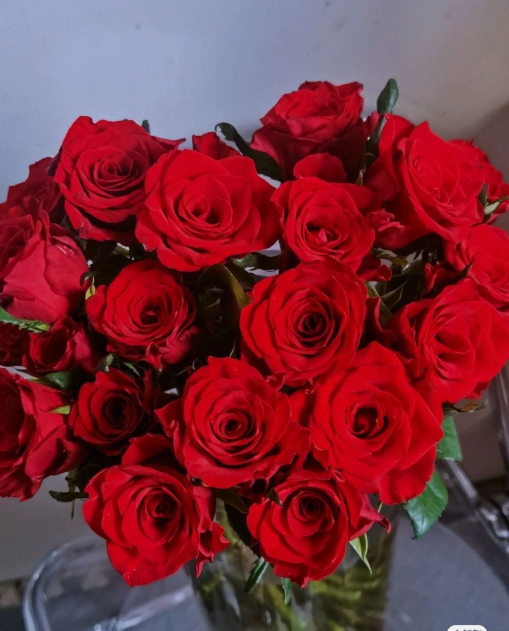 火神 最近最火爆的红玫瑰,正红色丝绒质感的玫瑰,大花苞,a级花,开放度