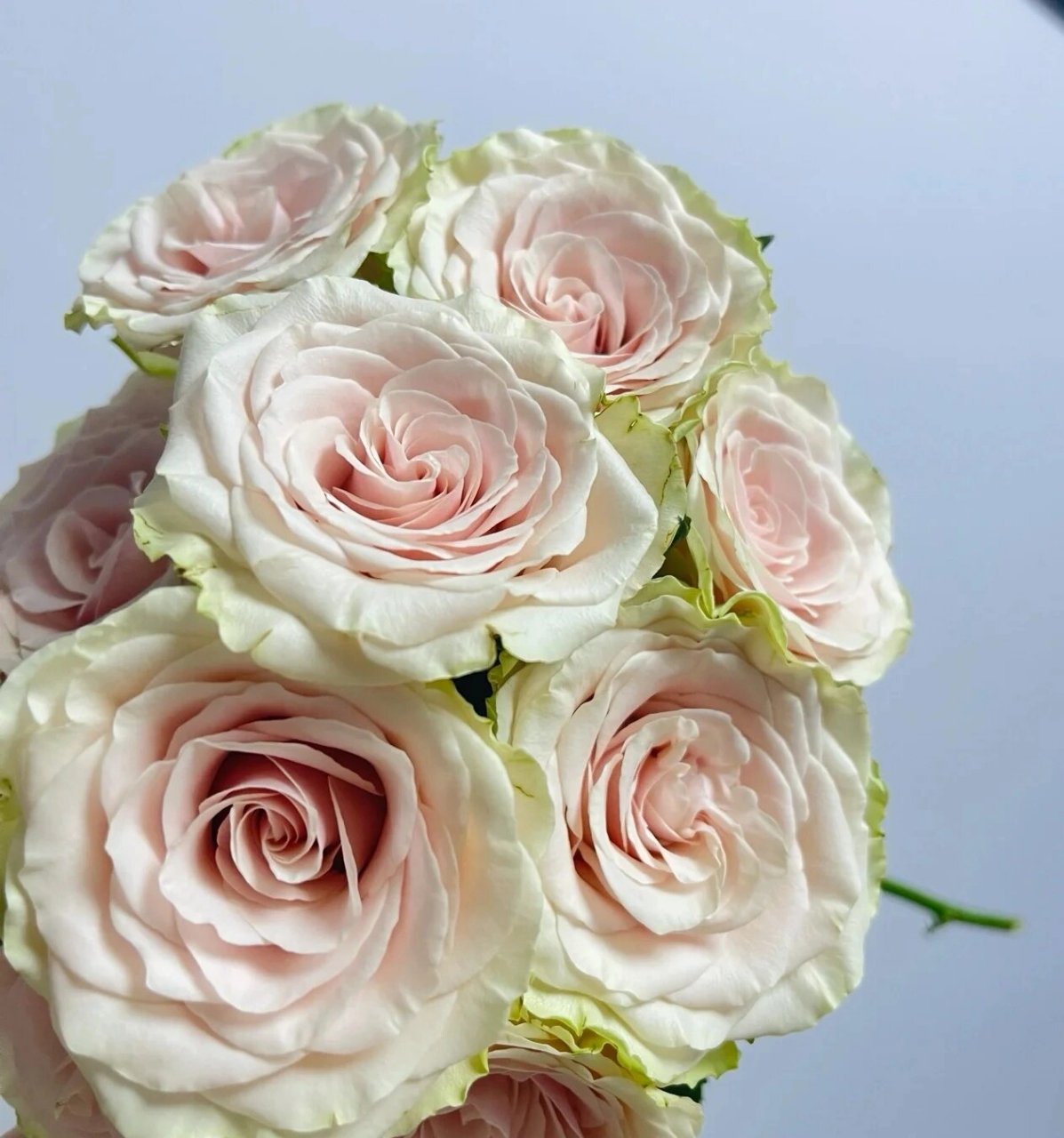 每天认识一种花--庞贝玫瑰 庞贝玫瑰 花瓣绿色,花芯肉粉色系,花期超长