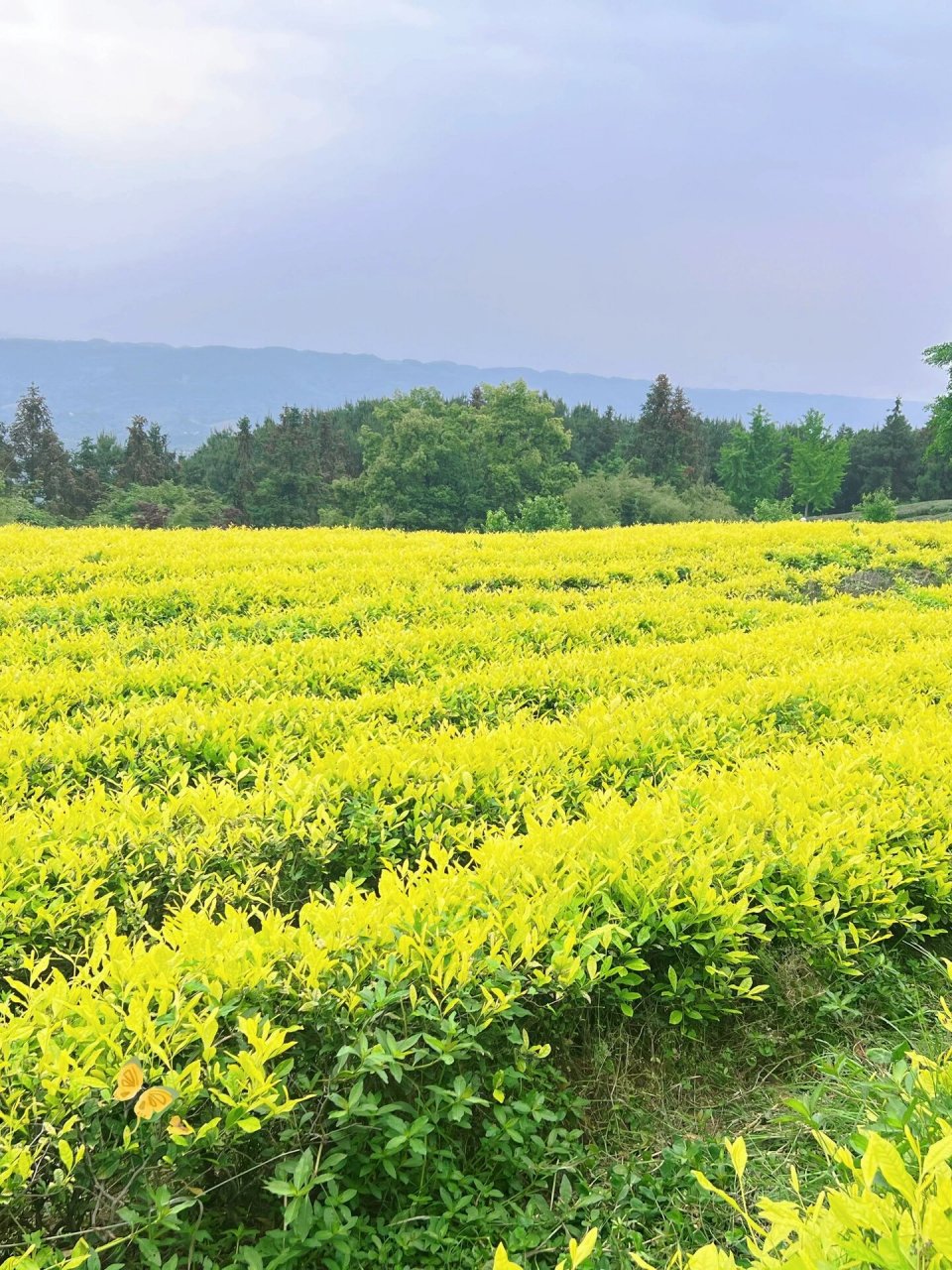定心茶园 地址92:重庆巴南区定心茶园 	 交通08:貌似只能自驾