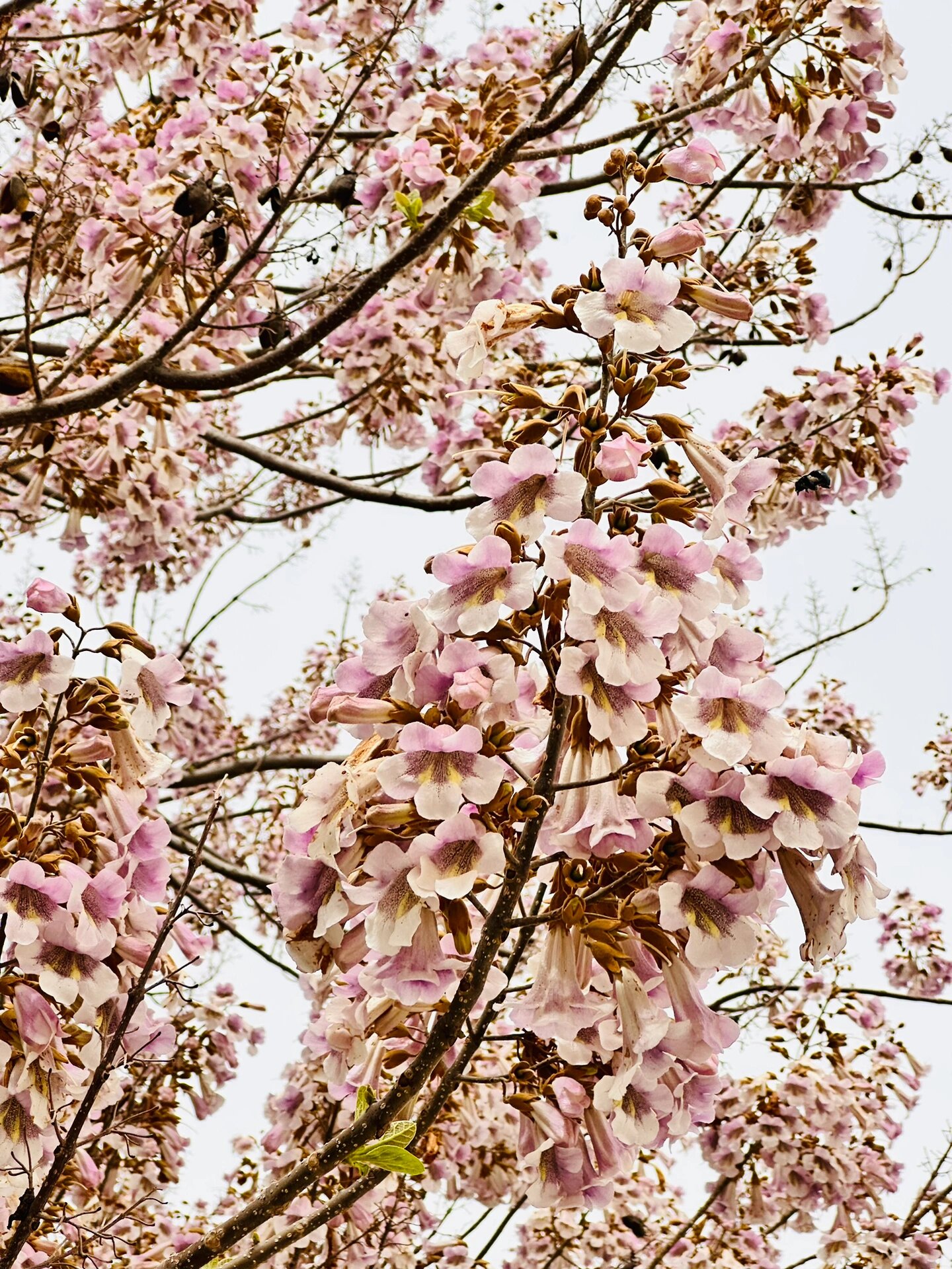 梧桐花