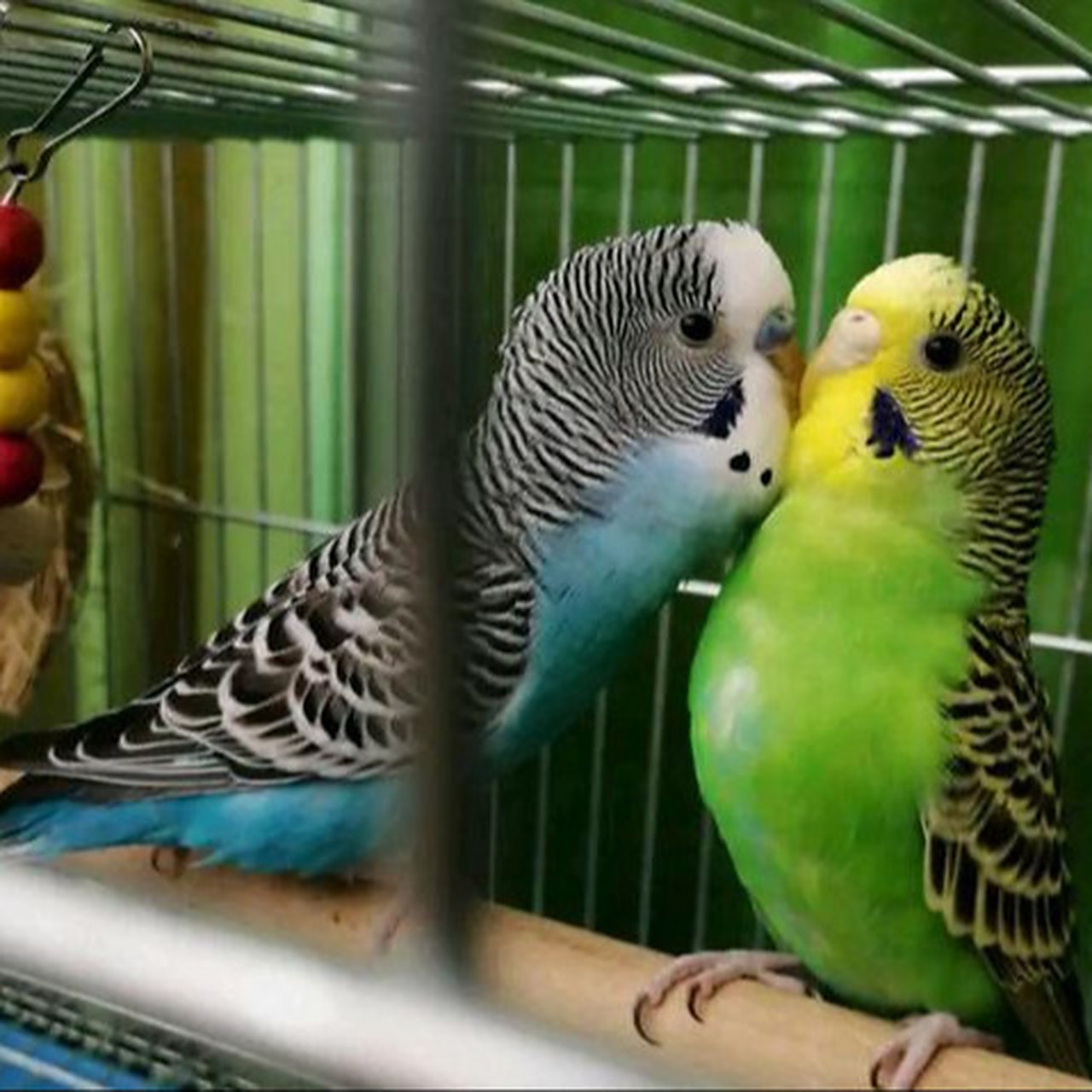 怎么判断虎皮鹦鹉怀孕 外形 看它的腹部有没有变大,要是养了一雌一雄