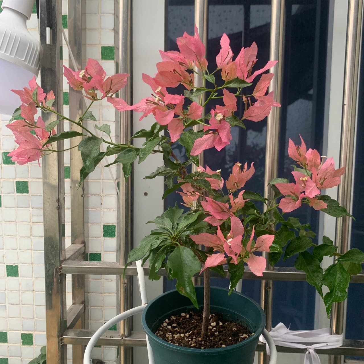 粉红蝶三角梅 挺喜欢的,错版来的 最后一张刚到货上盆的样子!