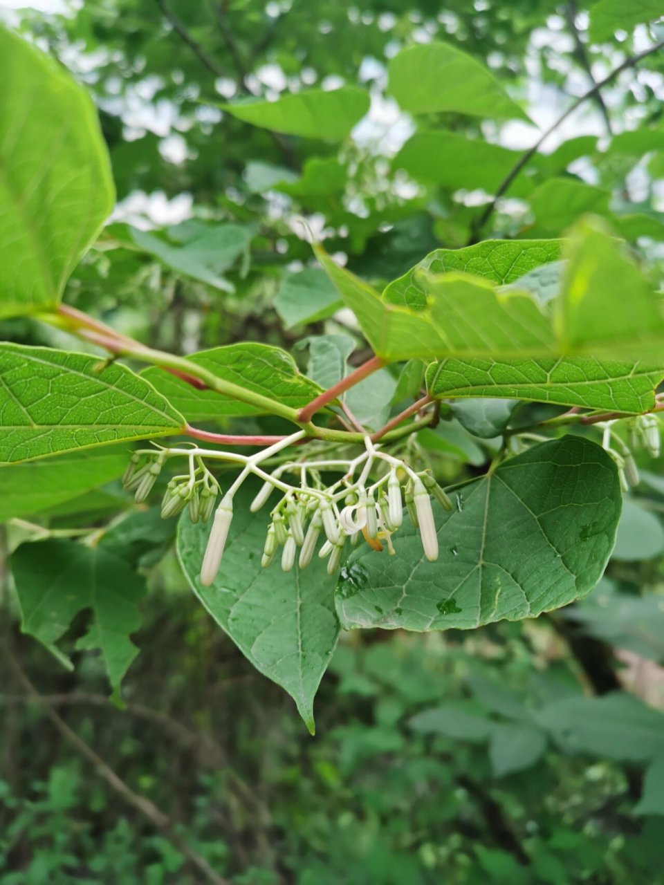 当时随手拍的八角枫 越看越好看