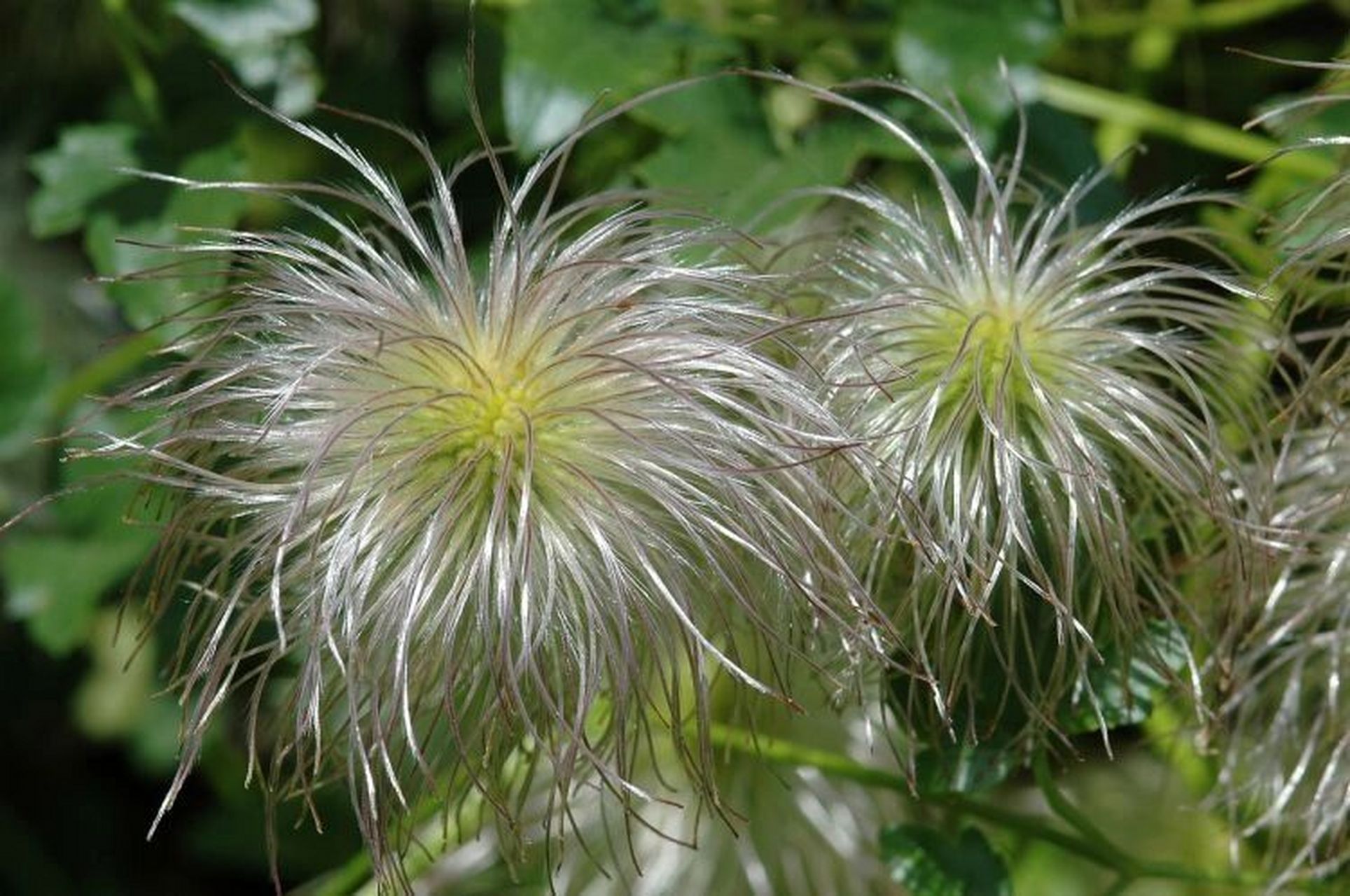 每日一植物/甘青铁线莲 毛茛科 ranunculaceae 铁线莲属 clematis 甘