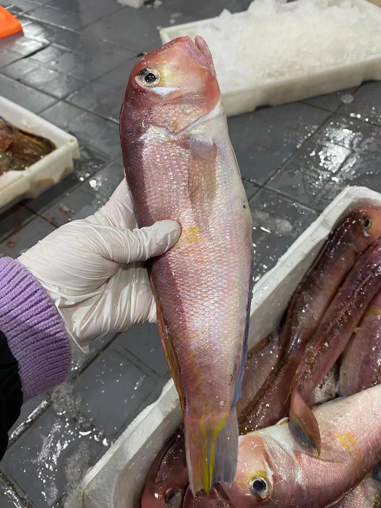 深海野生马头鱼95有颜值有味道 吃过就知道它有多嫩,是大块大块的肉