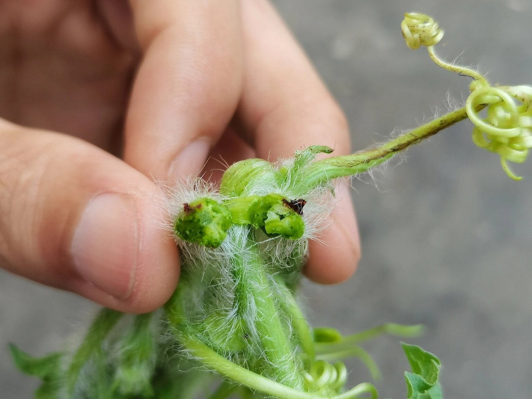 西瓜蔓枯病,菌核病."因材施浇"姐妹们 ?