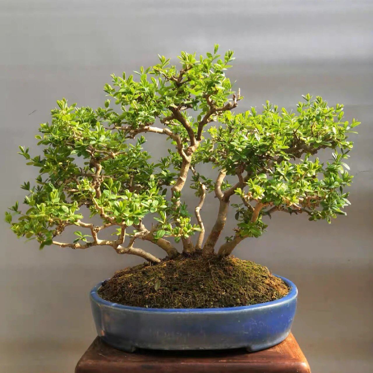 水蜡 日本水蜡盆景,一本多杆,根脚好,出枝好,树型美观.