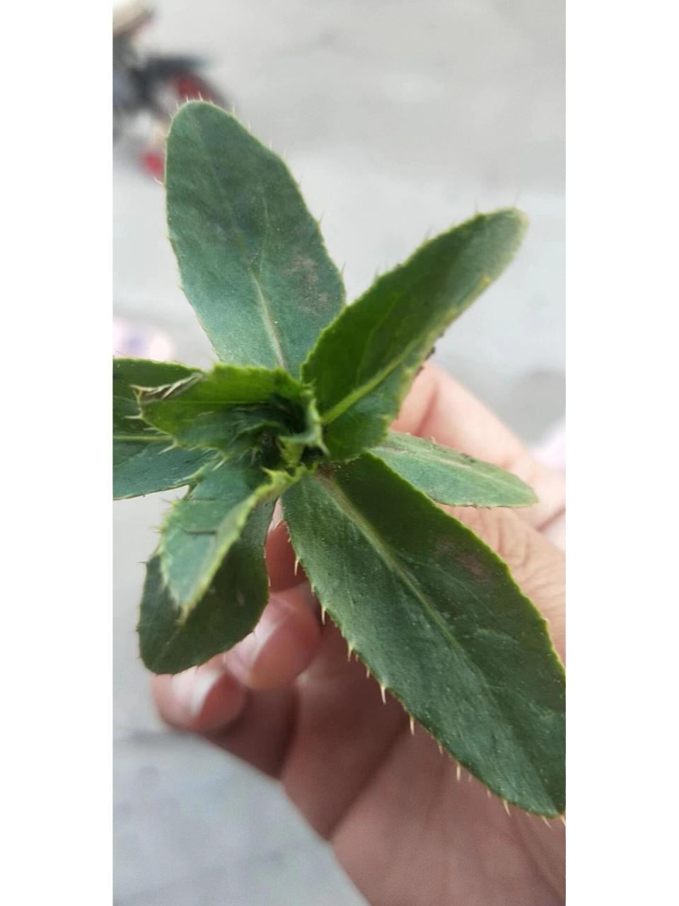 一种治高血压的野菜 我们这里叫:七七菜,官方名字我也不知道 	 它可以