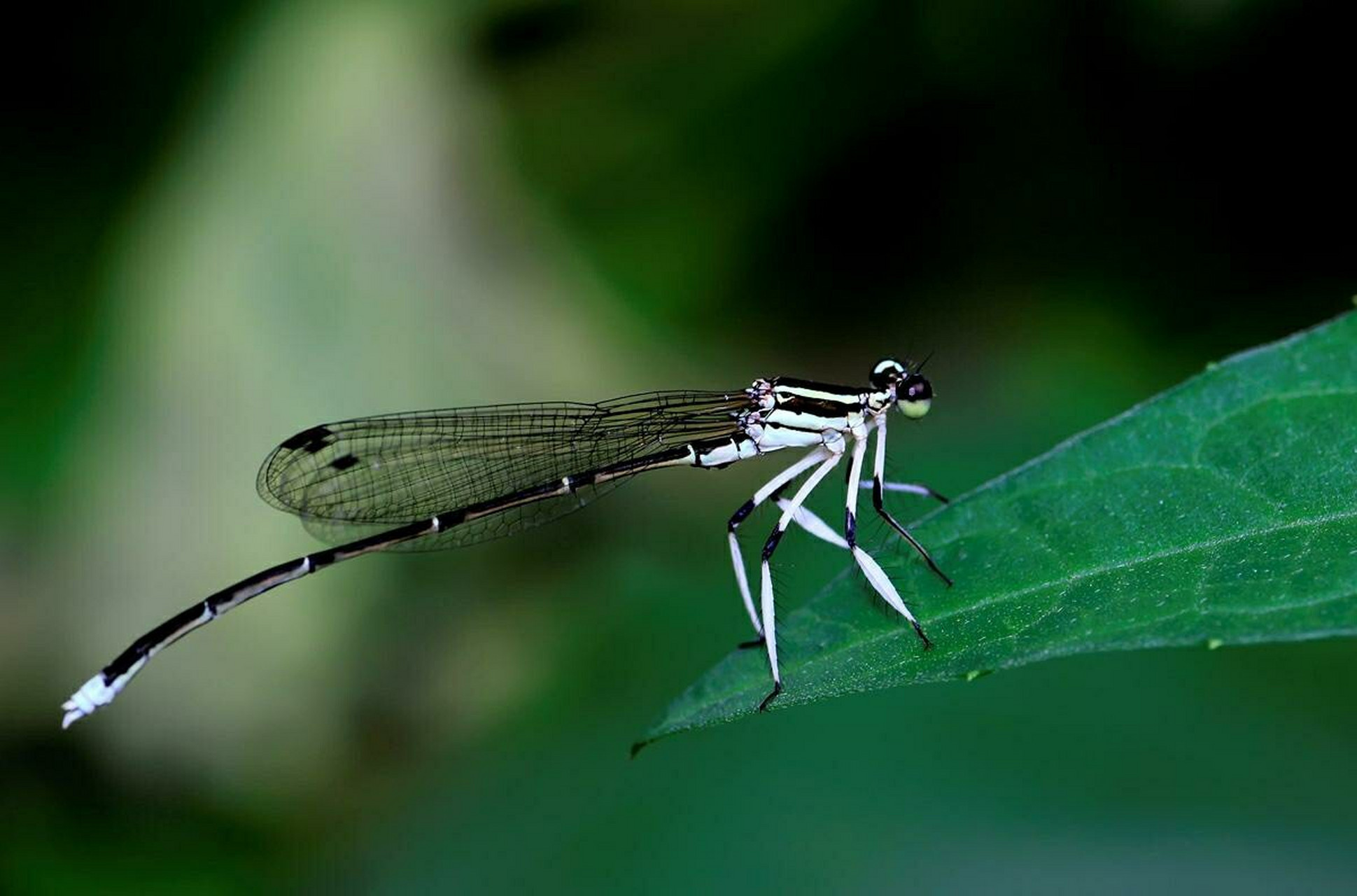 蜻蜓目——豆娘 1.
