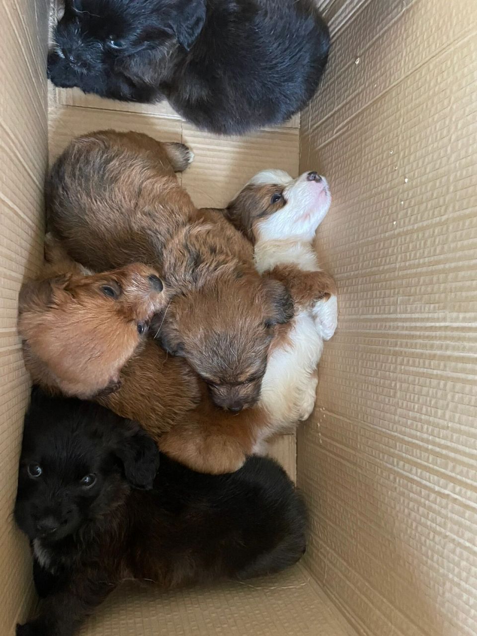 柯基泰迪小串串—泰基 今天把泰基领回家了,一眼相中~ 柯基的毛色