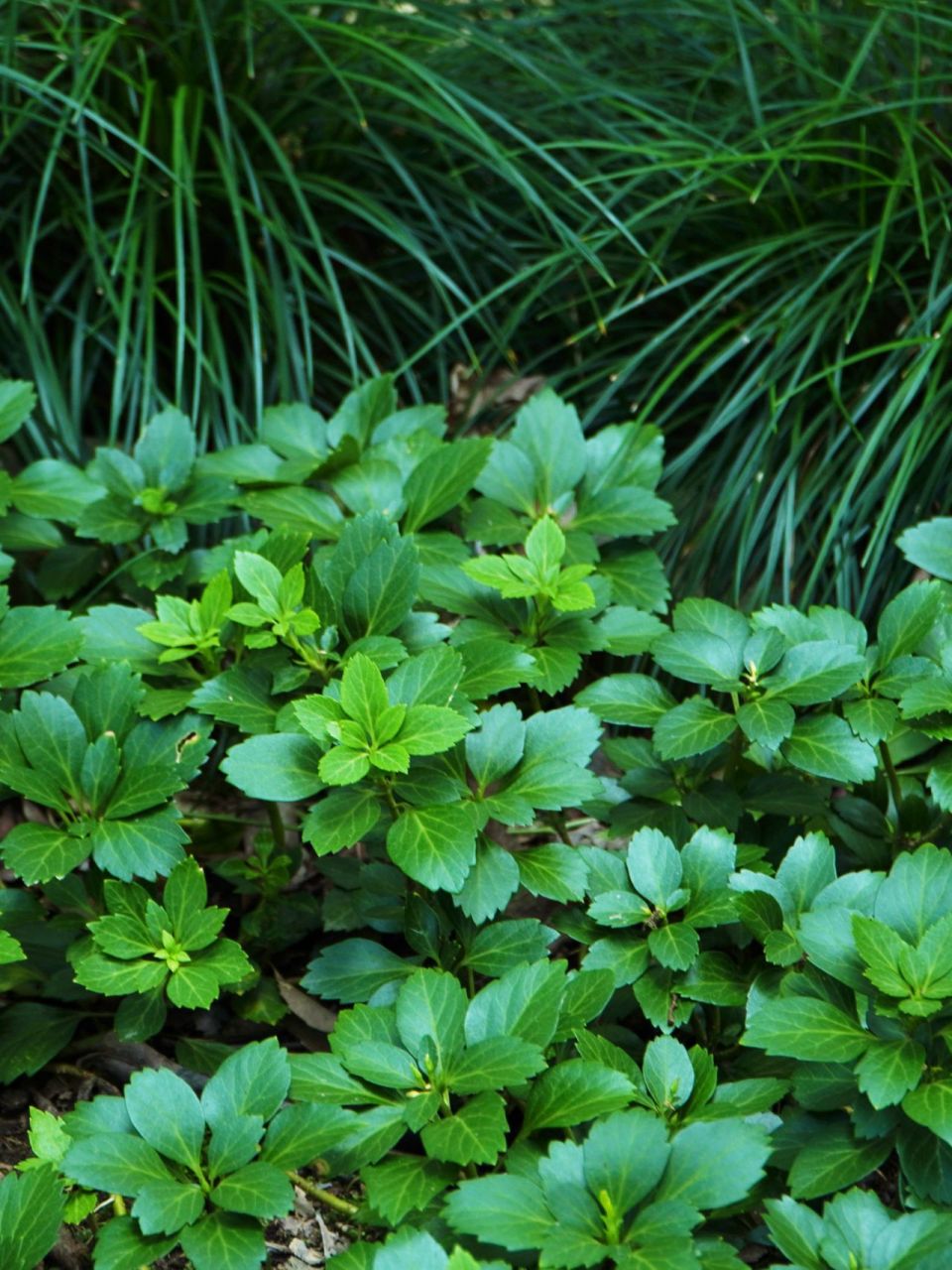 耐阴植物(十) 富贵草,顶花板凳果 富贵草 pachysandra terminalis