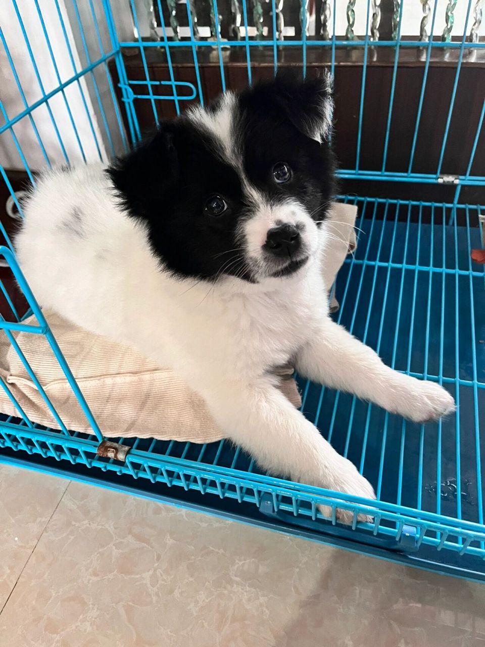 边牧串?小花狗?