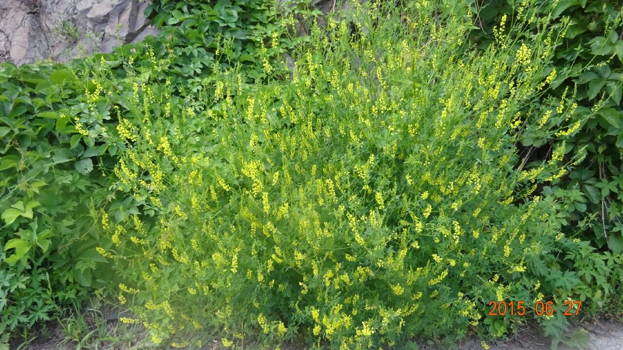 木樨科植物图片