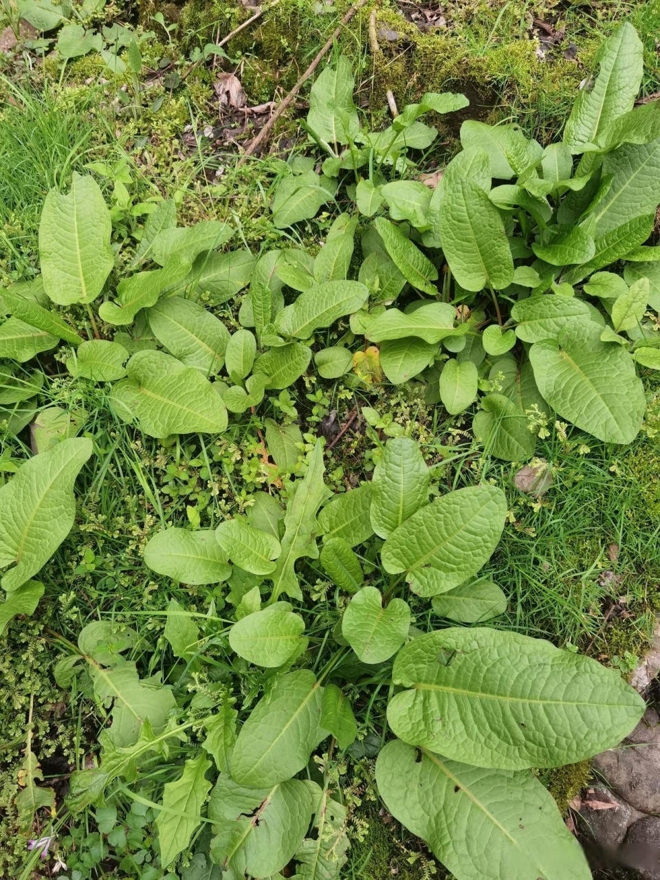 野菠菜图片