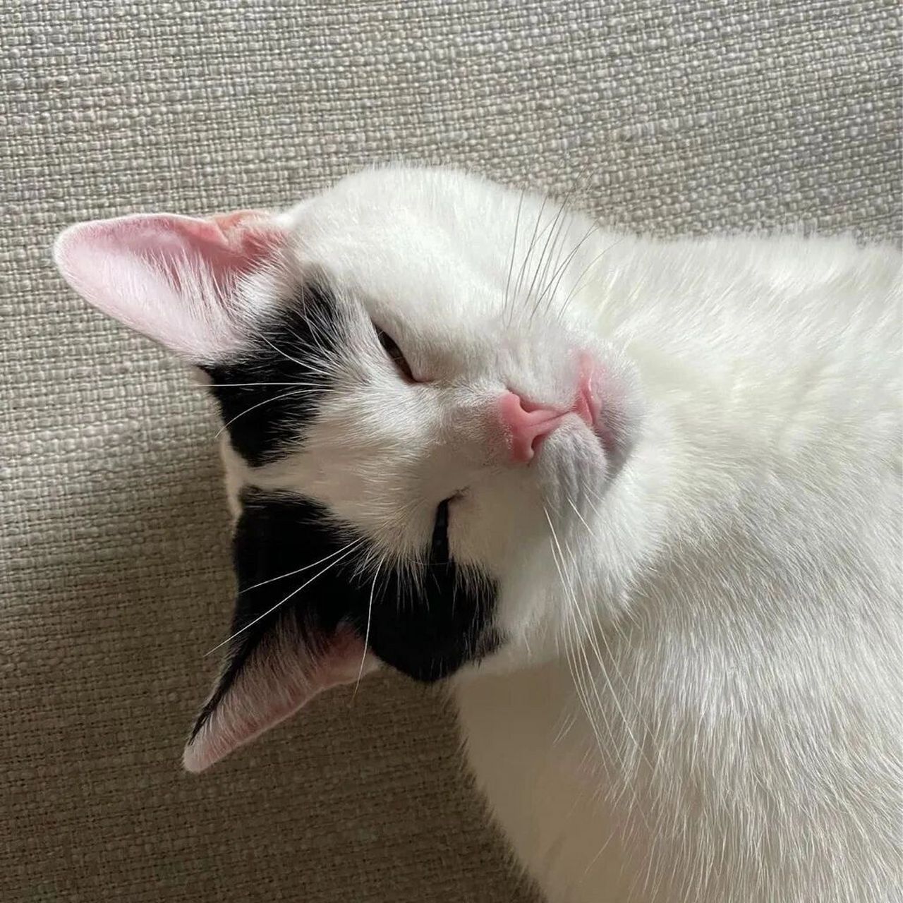 小猫咪93头像 小猫咪的任务是永远爱主人.喵