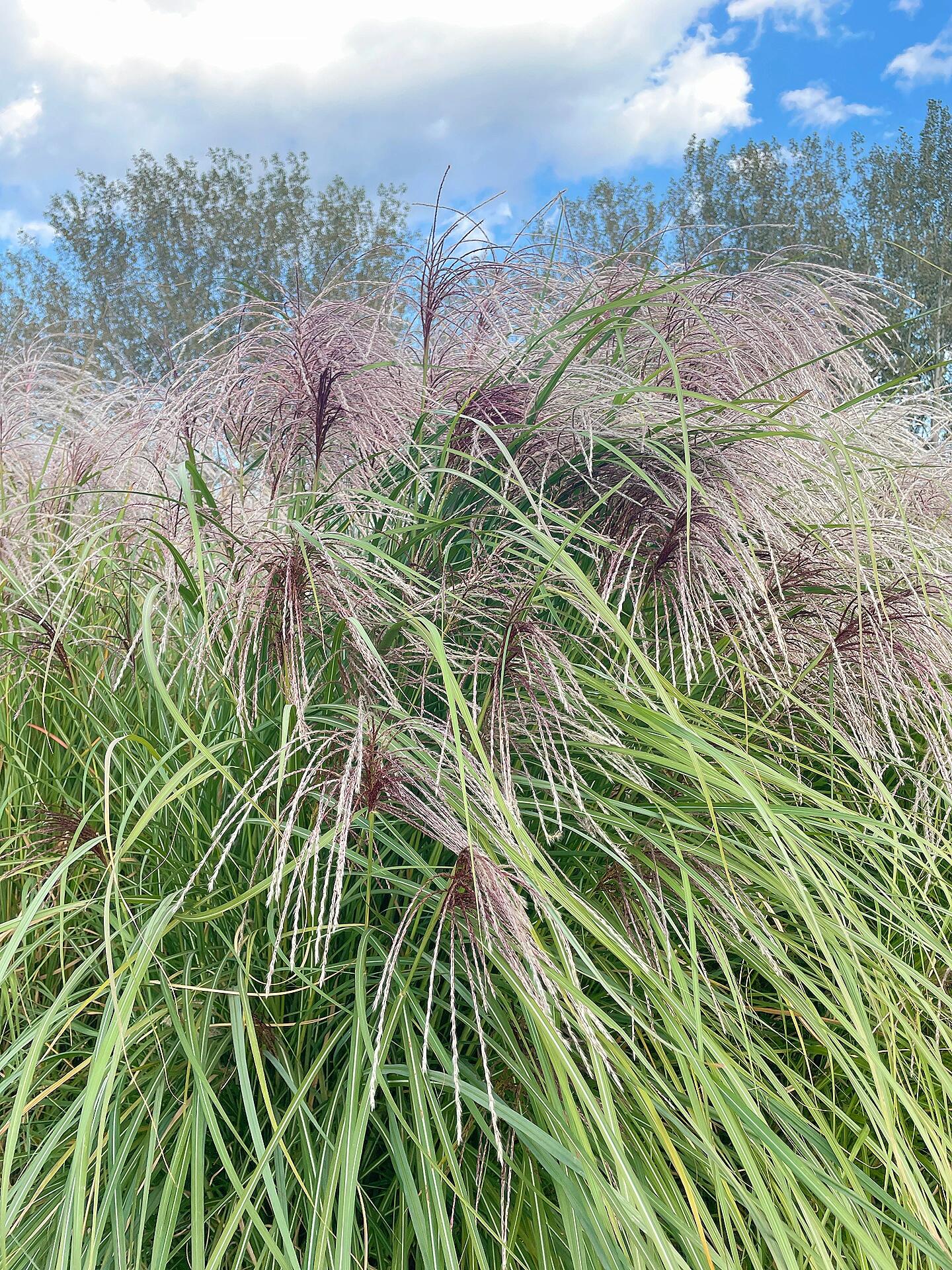 芒草品种图片