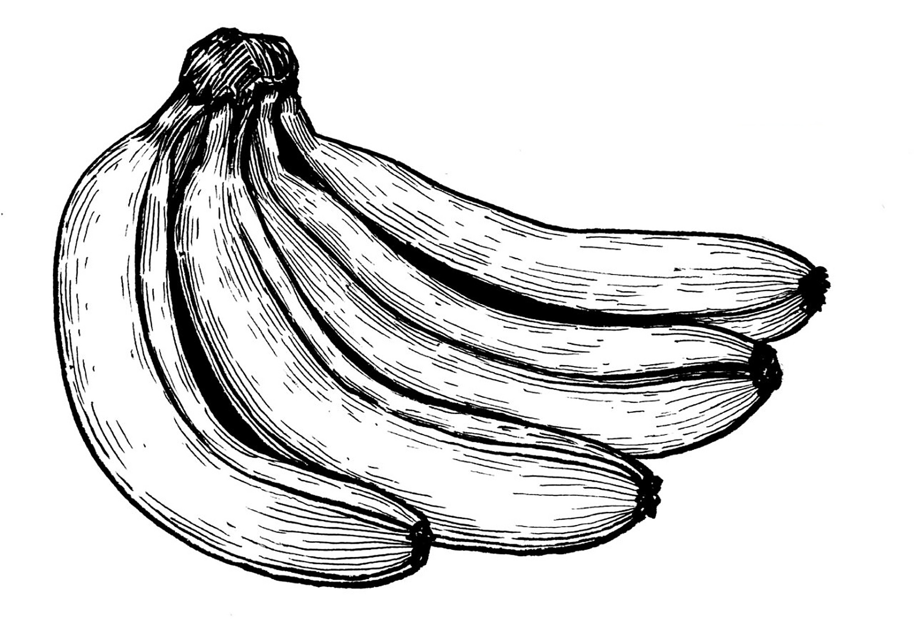 #香蕉写生#水果线描写生#创意美术#创意线描 《香蕉写生》 适合年龄:8