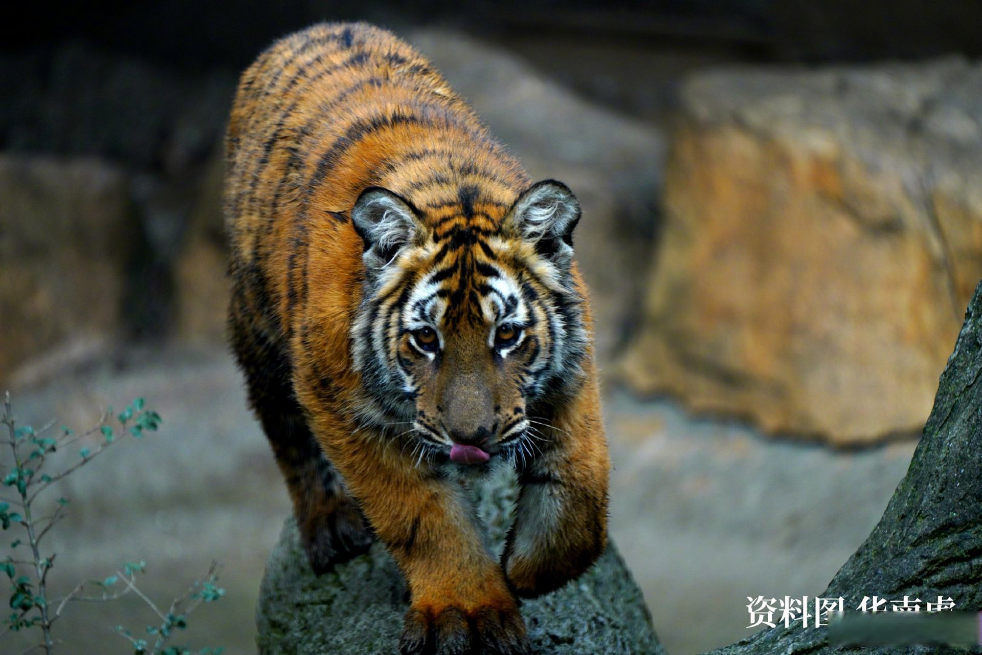 【追虎寻源:我国生肖中的"虎"是什么虎?】虎是百兽之王.