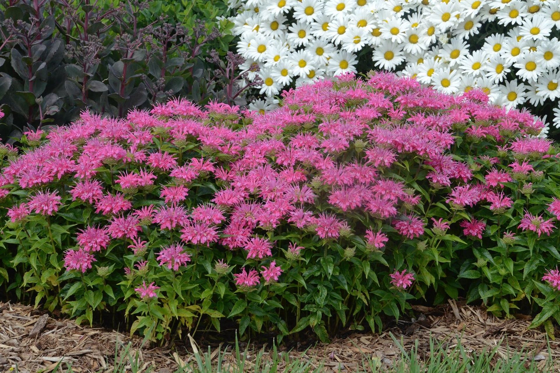 植物大赏|矮生美国薄荷"美人香"系列 全新的矮生型美国薄荷品种"美人