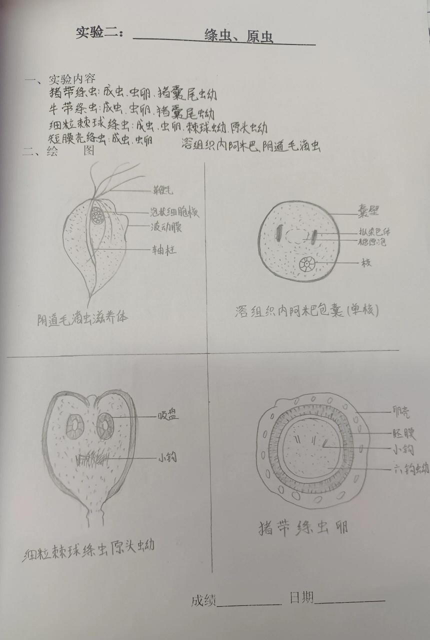 大滋养体手绘图图片