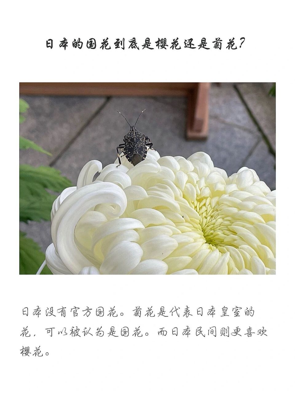 日本没有官方国花.菊花是代表日本皇室的花,可以被认为是国 ..
