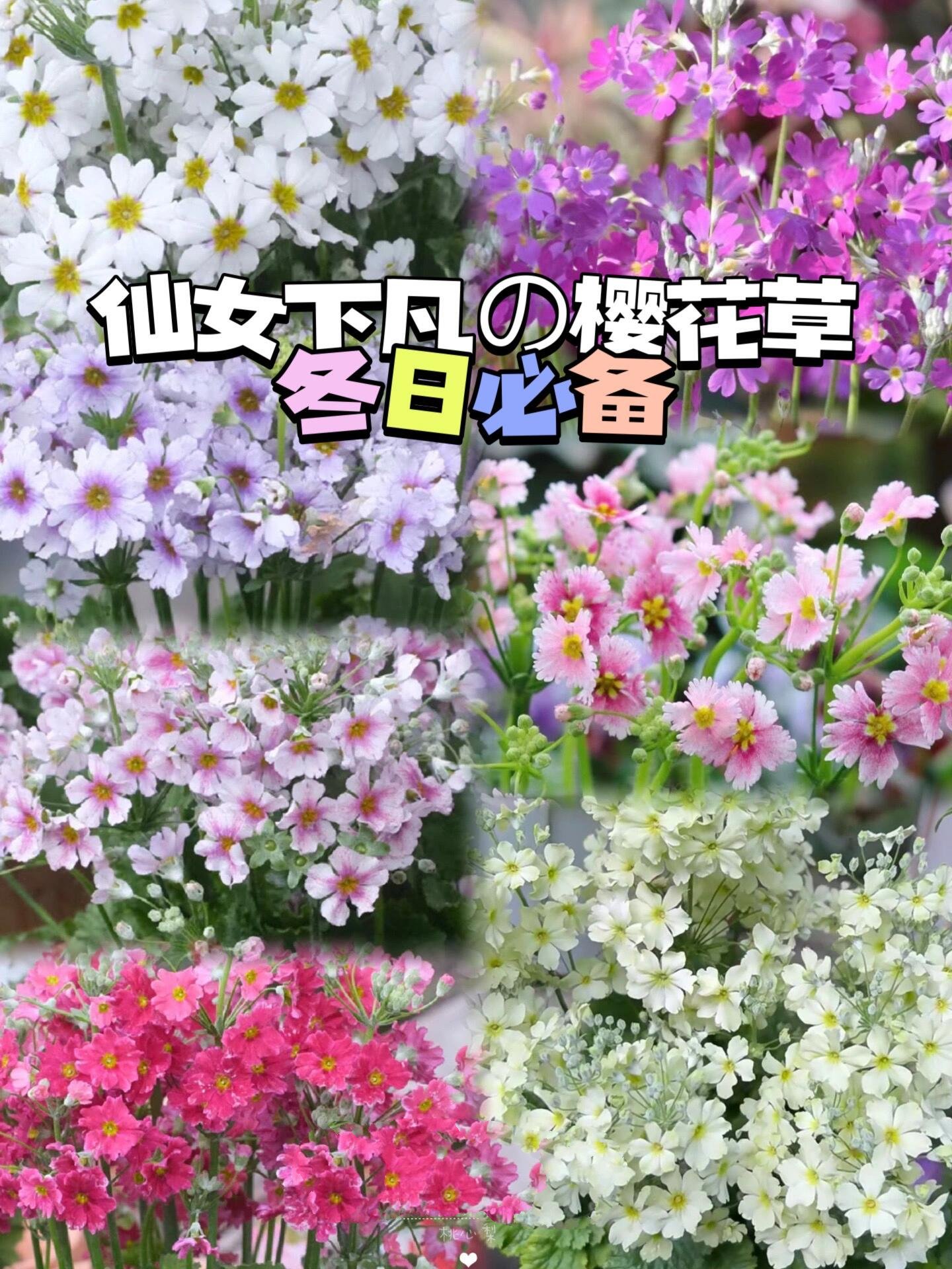 恋人手中樱花草94|冬日暖阳系列