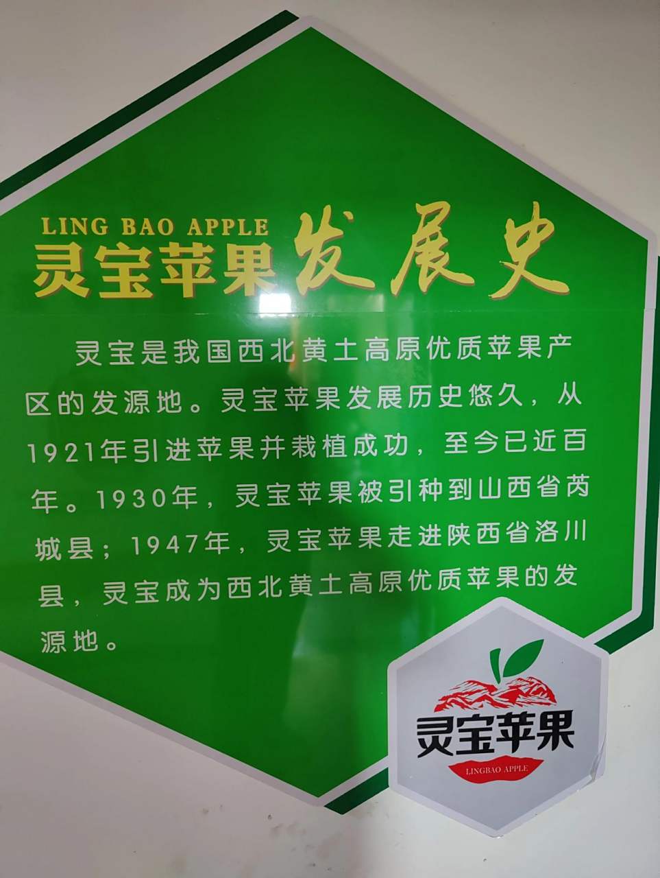 灵宝苹果有100多年的种植历史了.