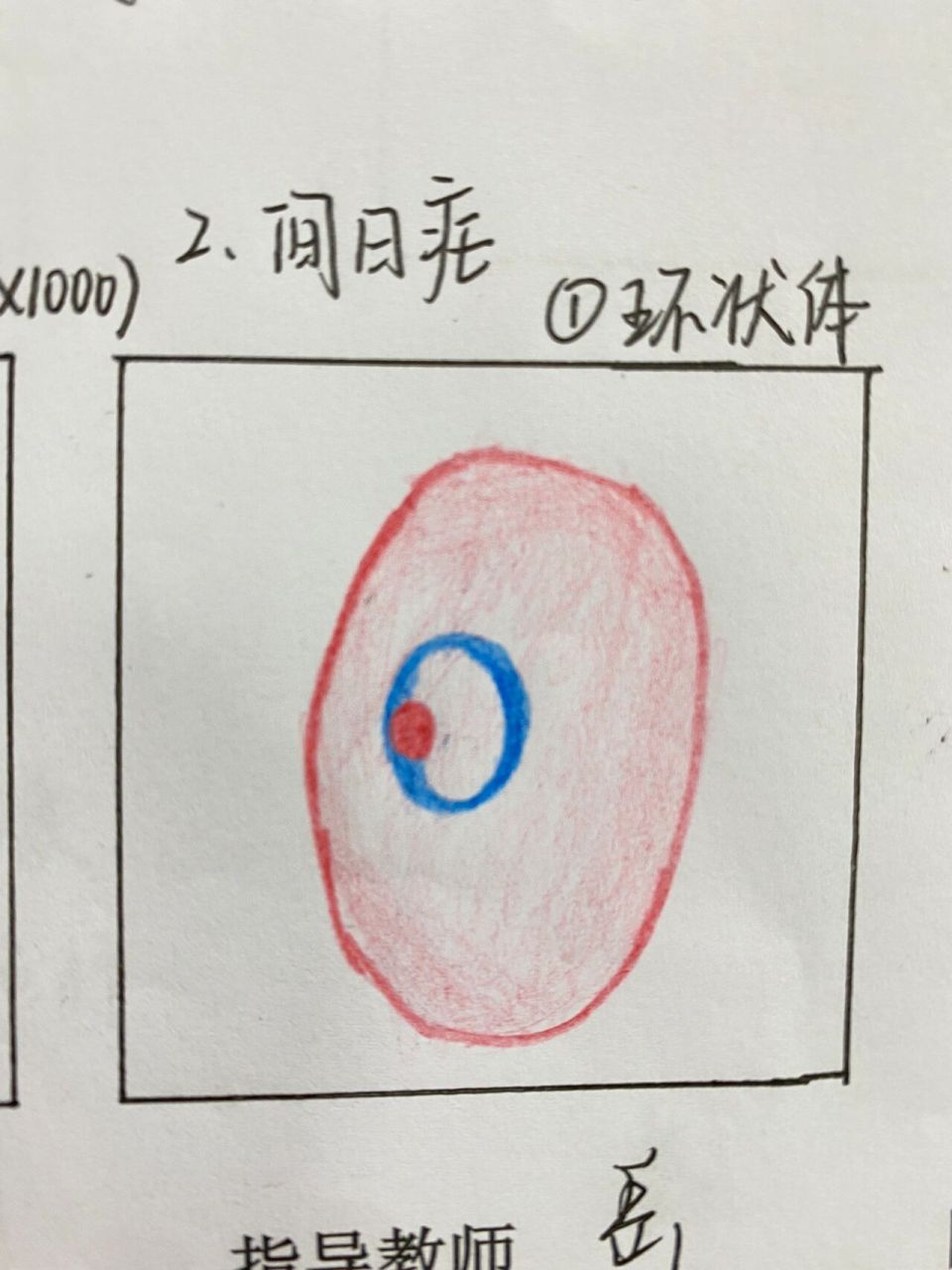 恶性疟环状体 6.蓝氏贾第鞭毛虫(滋养体) 7.杜利曼原虫(前鞭毛体) 8.