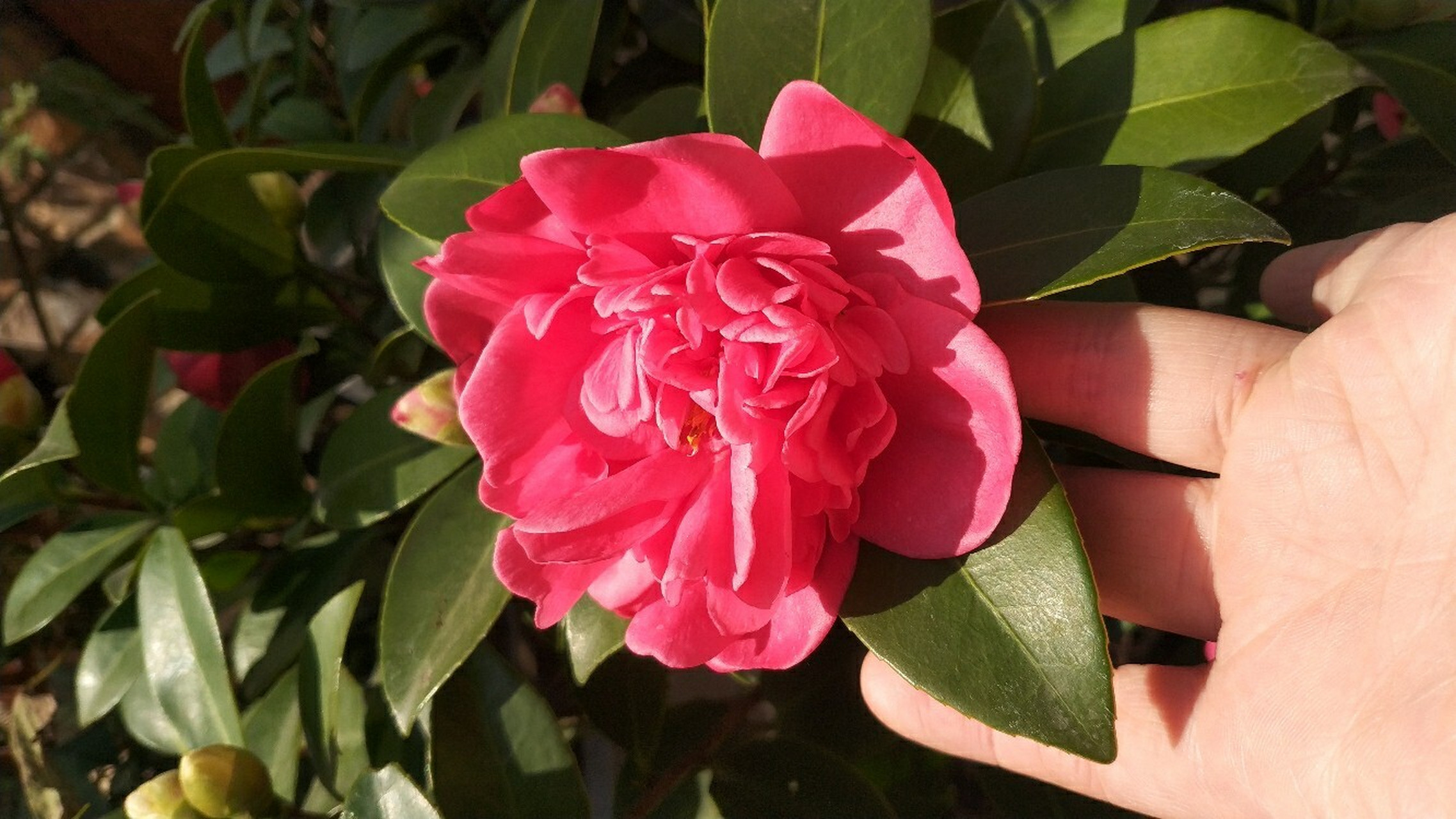 超级好养的茶花推荐-夏梦衍平 推荐给小伙伴这个四季茶花,夏梦衍平.