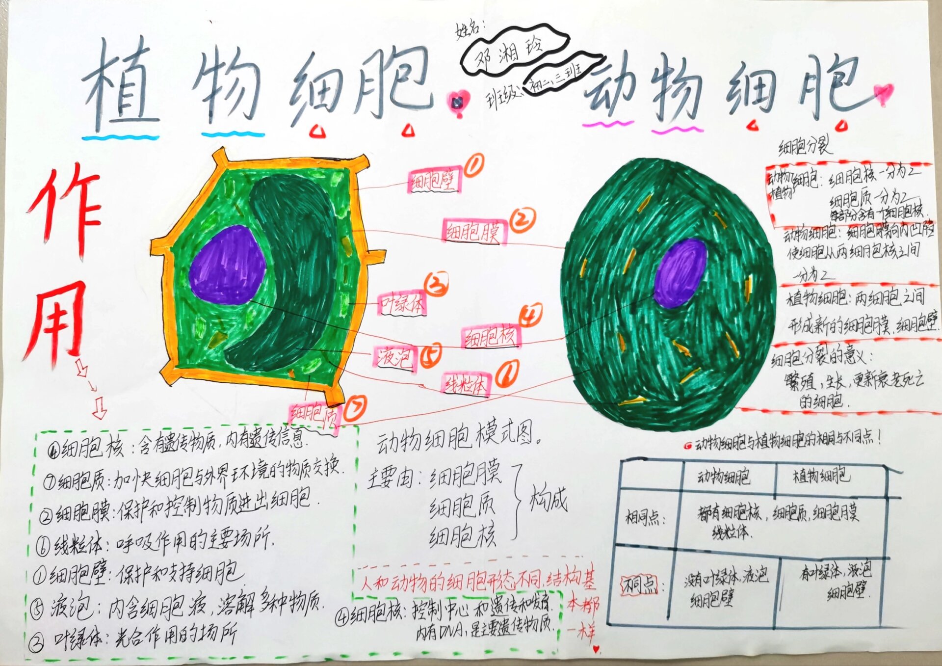 八年级生物手抄报