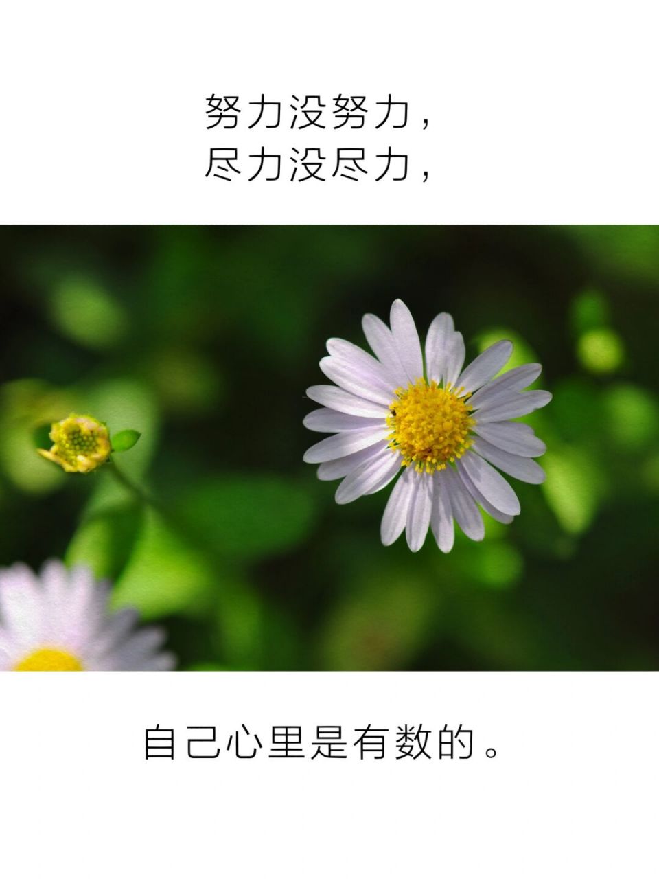 因上努力,果上随缘 #禅悟人生