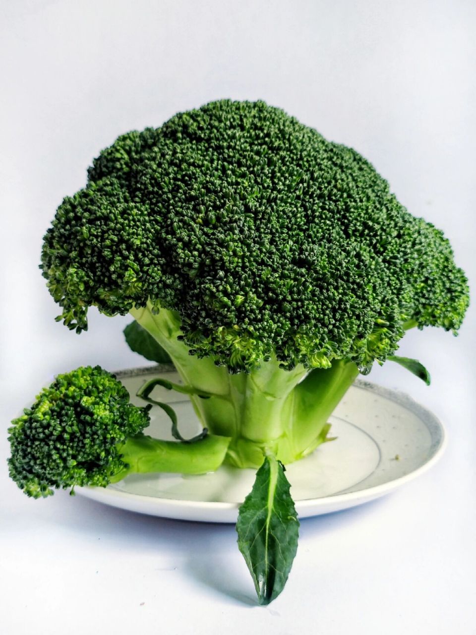 绘画素描画画素材之西兰花