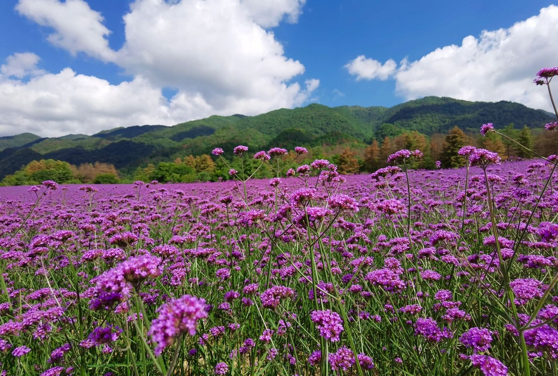 巫溪红池坝 巫溪红池坝,位于渝东北,大重庆有这么美的花海,完全不输