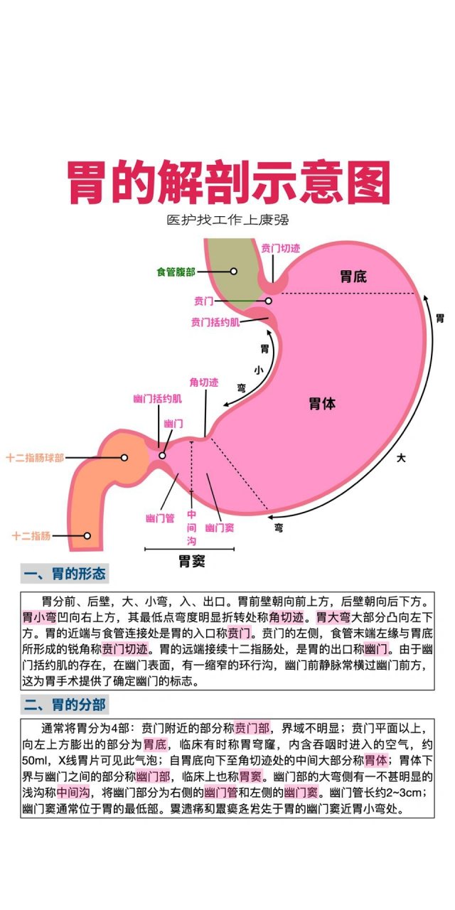 胃各部分名称位置图图片