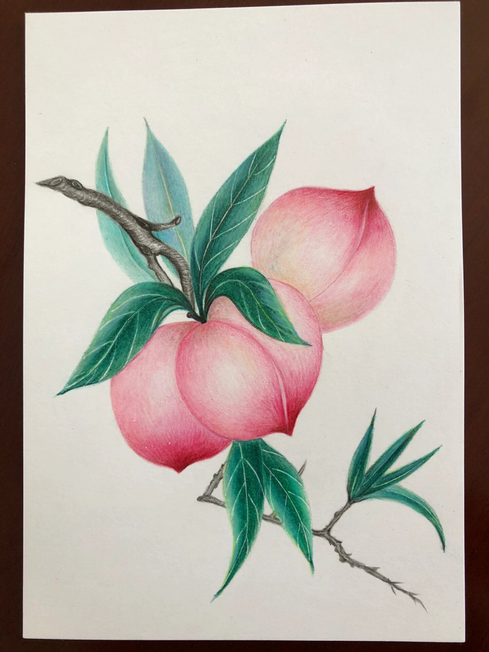 彩铅—水果之桃子/寿桃(附起型及过程图)