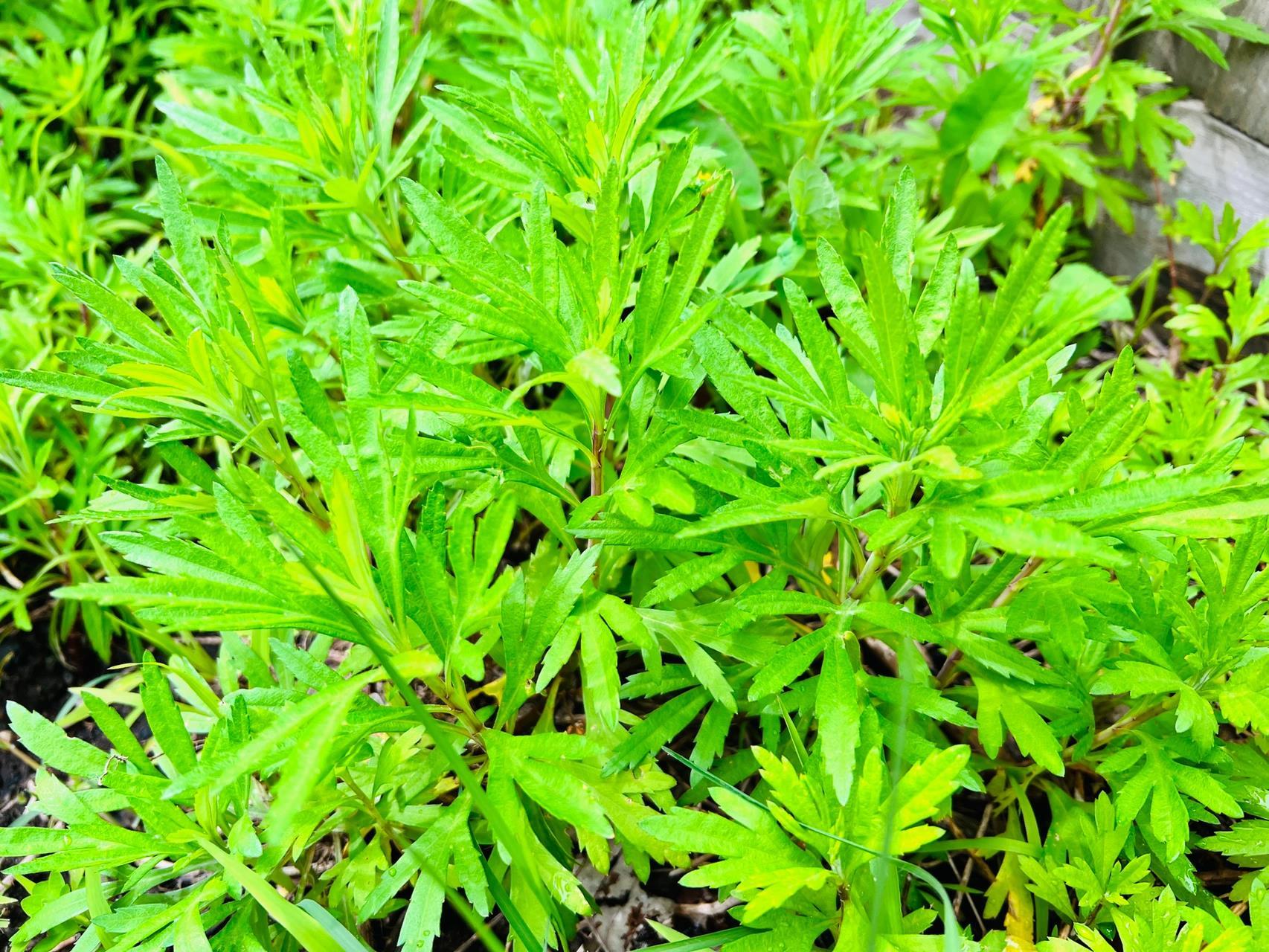 蒌蒿满地芦芽短,正是河豚欲上时,作为南京吃货读到这一句,不禁咽了下