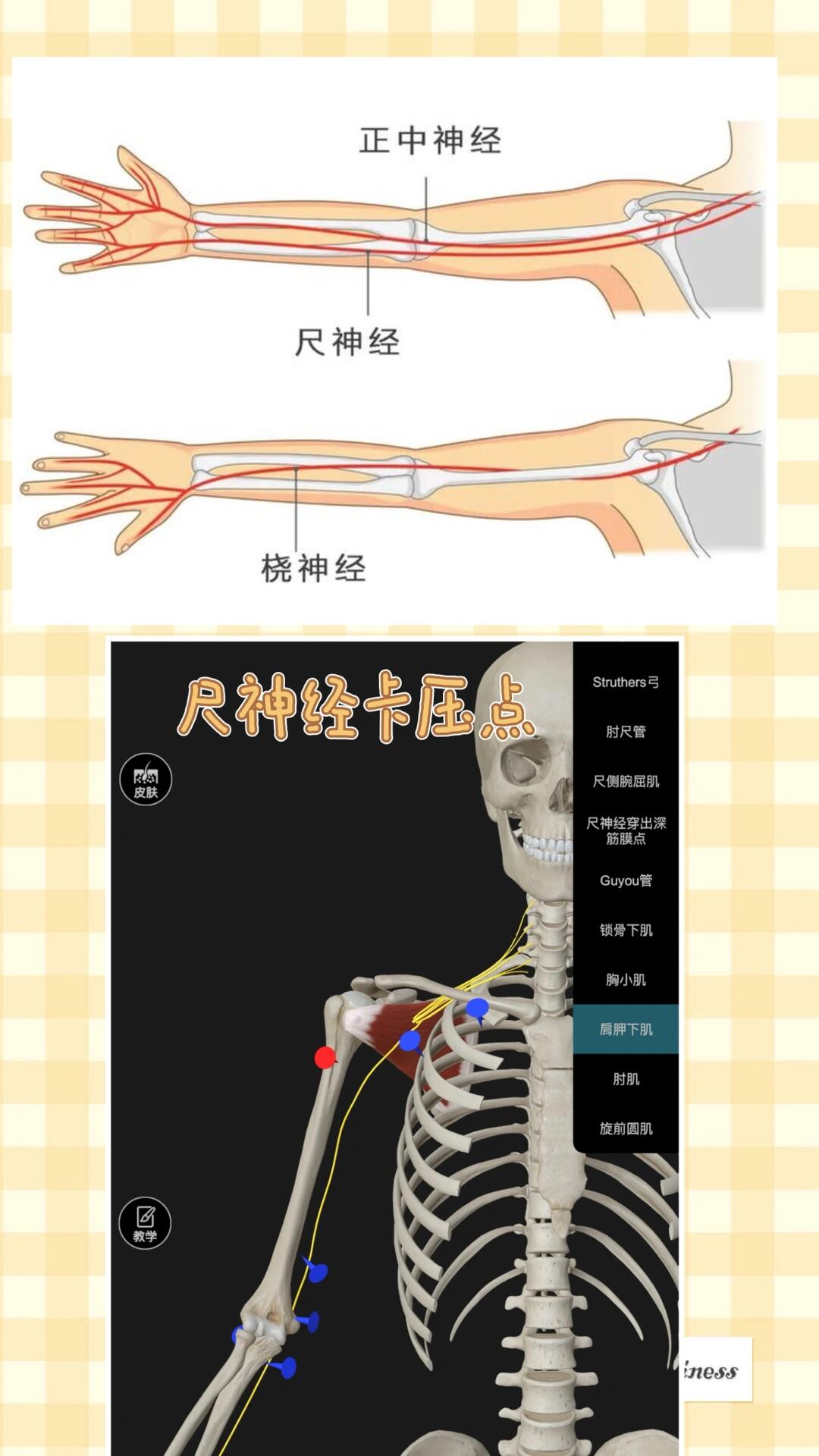 手部肌肉神经支配图片