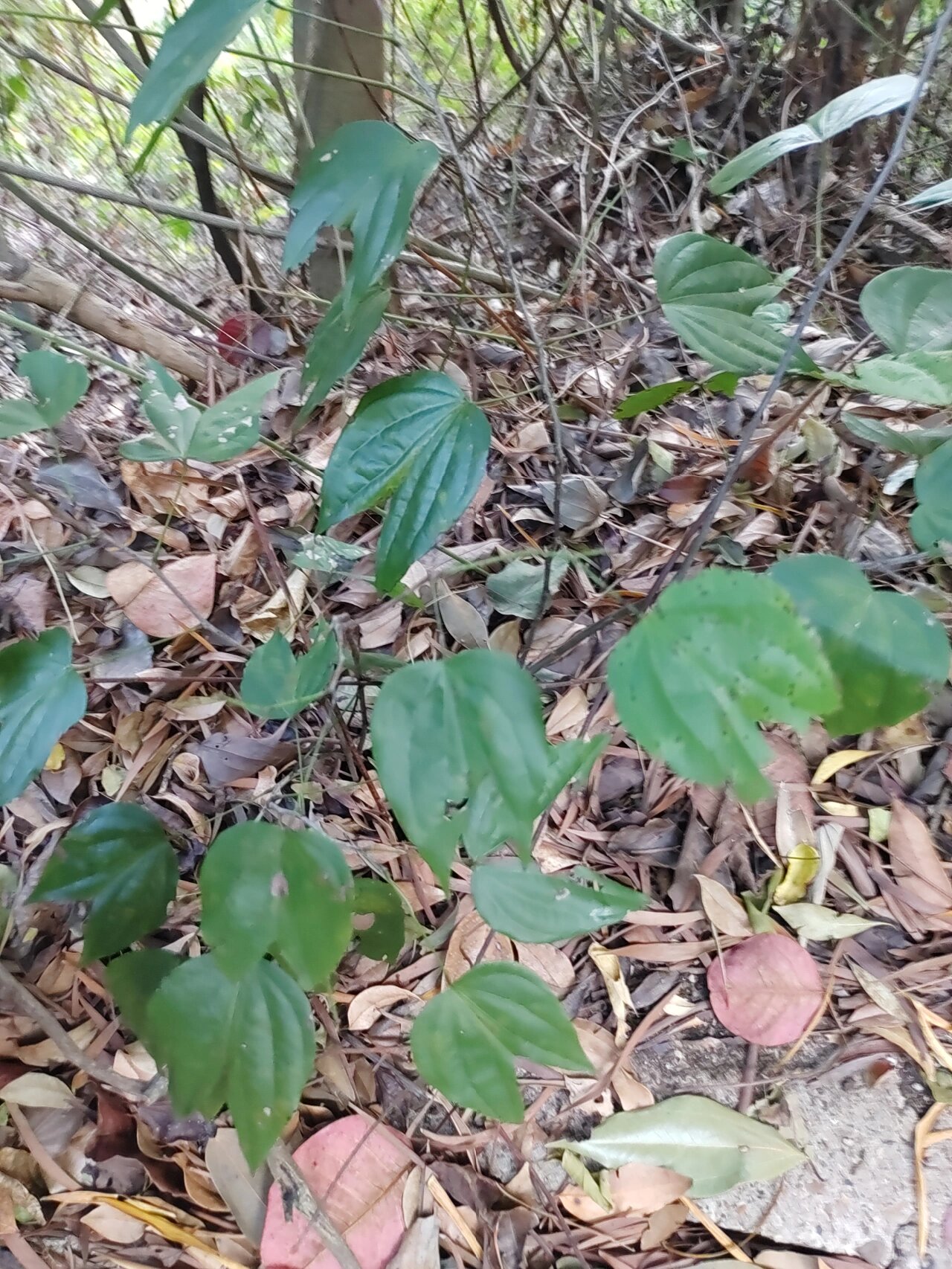 九龙藤 性味苦苦;平;无毒 归经肝;肾经 功能主治祛风除湿,行气活血