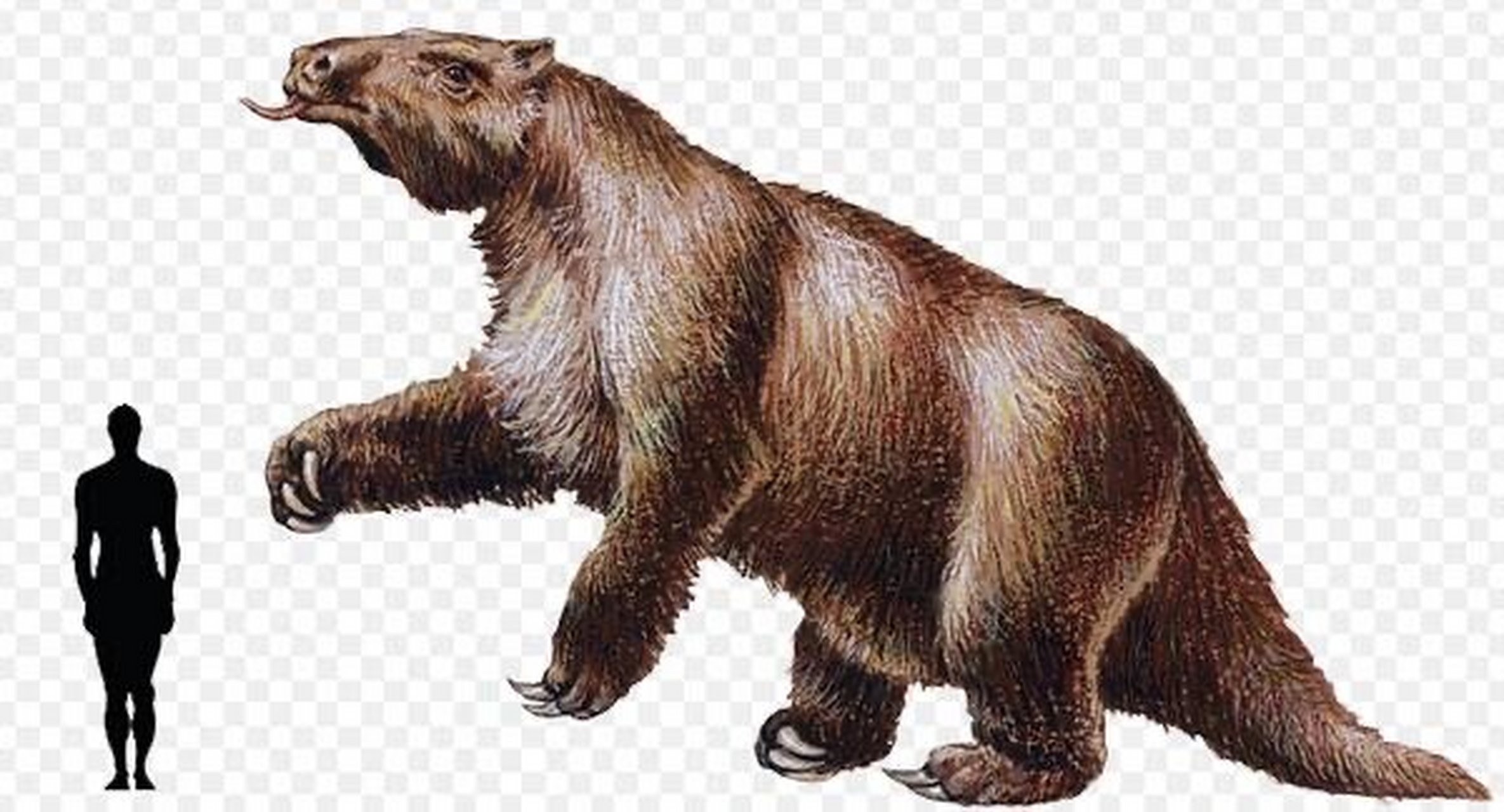 约8000年前,大地懒和美洲的很多大型哺乳动物一起神秘灭绝了,具体原因