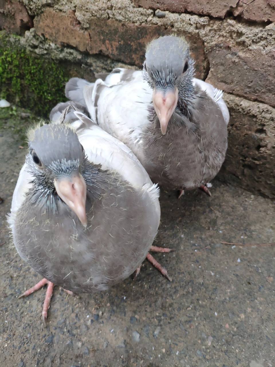 小鸽子25天了 24天下窝的,会自己啄食但是看到大鸽子还是会讨食,喝水