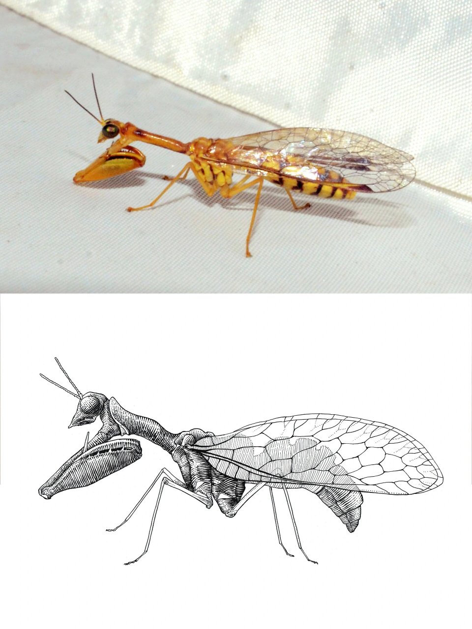 通过绘画识昆虫 螳蛉 螳蛉指的是脉翅目螳蛉科的昆虫,与螳螂类似,螳蛉