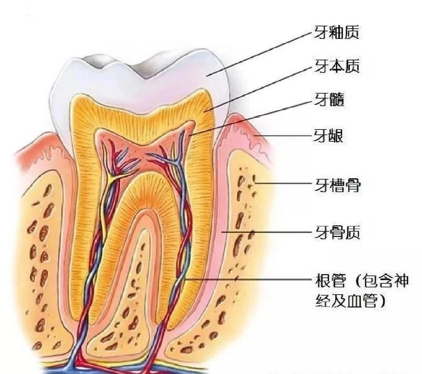 牙齿龋坏不同程度的处理方式 根据龋坏程度不同,治
