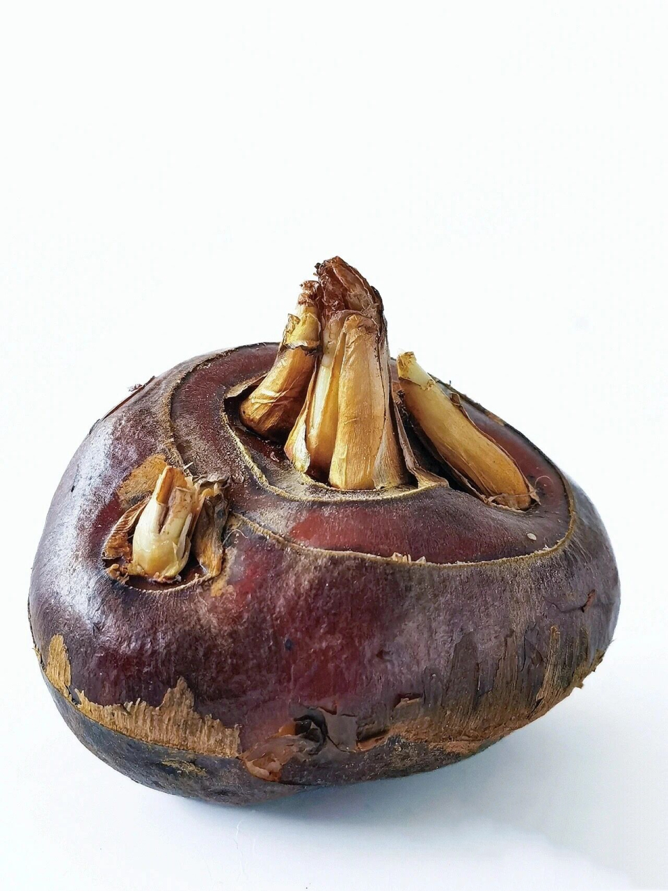 【钢笔画插画】荸荠            素材来源: 	 画的大就是爽就是画着指