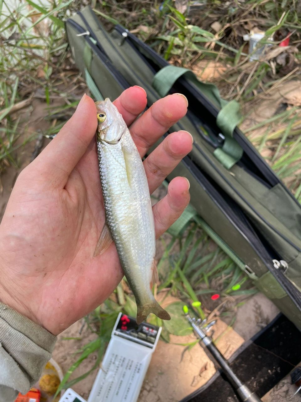 白条鱼 这种白条怎么做能吃,个头儿还是算大了,钓