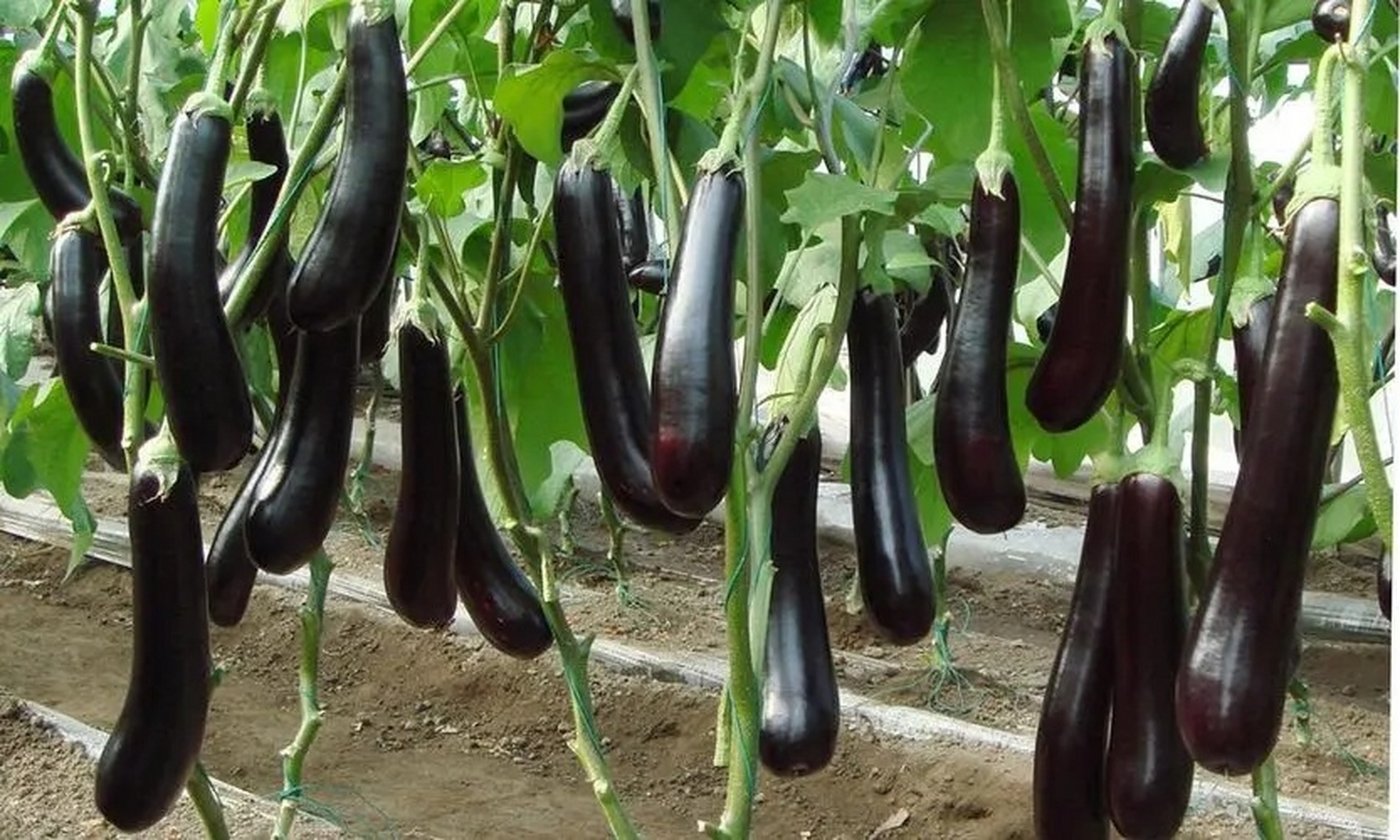 大棚茄子施肥有什么技巧?用什么肥料好?