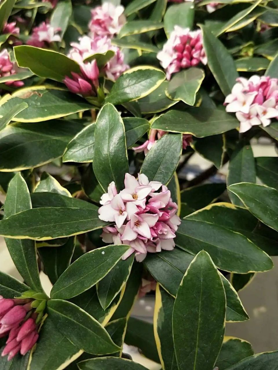 立冬的代表花信一瑞香花(金边瑞香)   花朵图片取材:百度